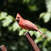 cardinal rouge / red cardinal