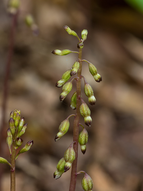 Corallorhiza odontorhiza (Autumn Coralroot orchid)