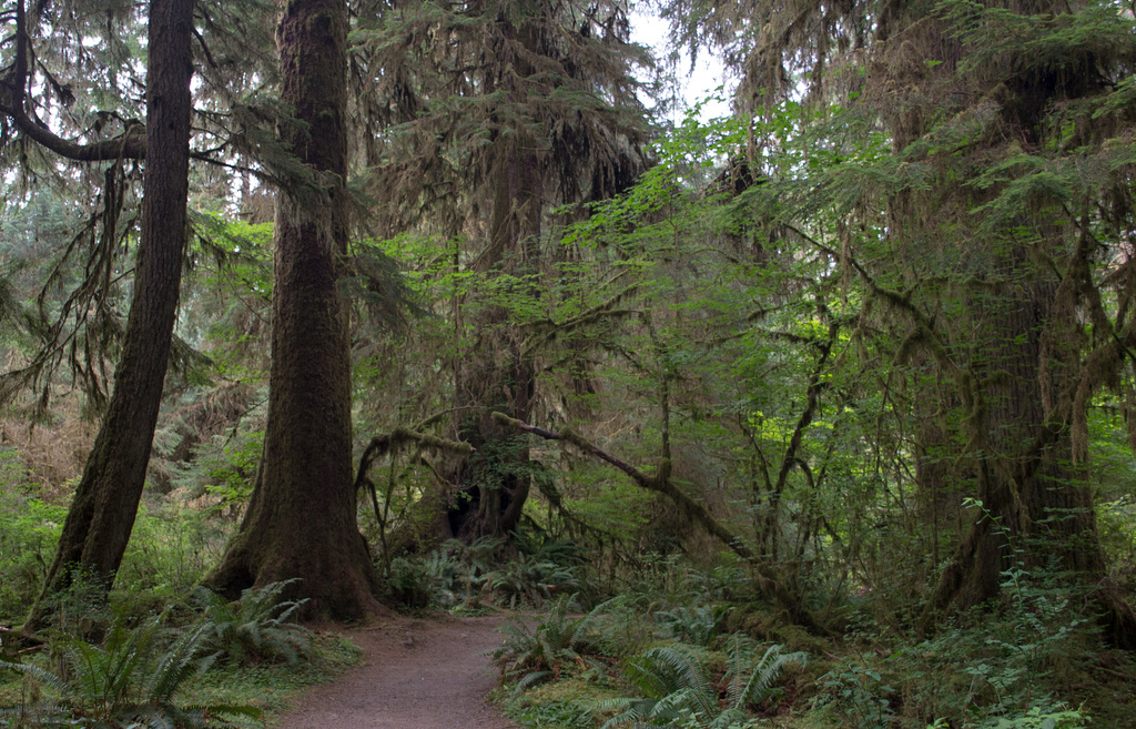 Hoh Rain Forest (#1402)