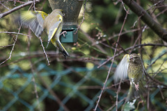 20150215 6985VRTw [D~RI] Grünfink (Carduelis chloris) [m + w], Rinteln