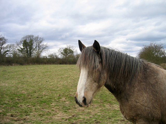 Horse near Trench Farm