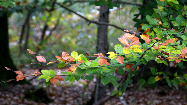 Hêtre en automne