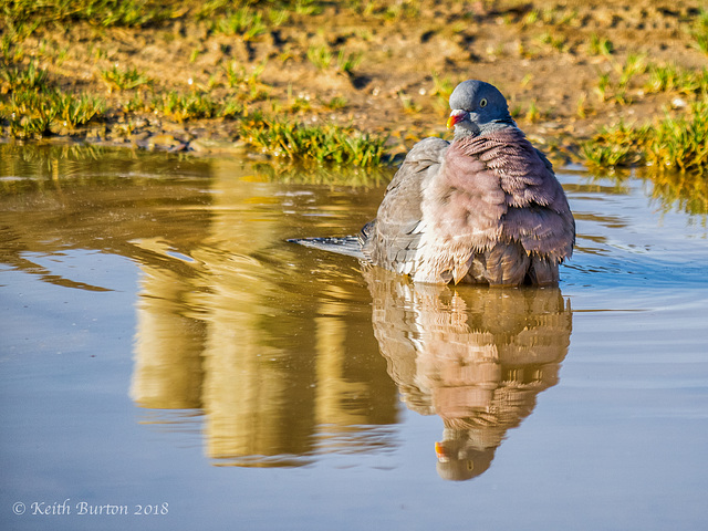 Wood Pigeon