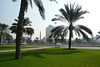 Palm Trees In Sharjah