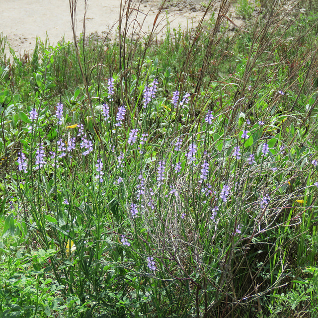 Day 2, wildflowers, Rockport, Texas