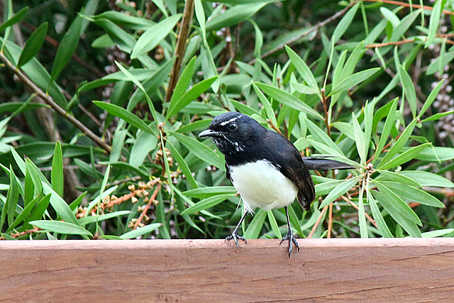 Willie Wagtail