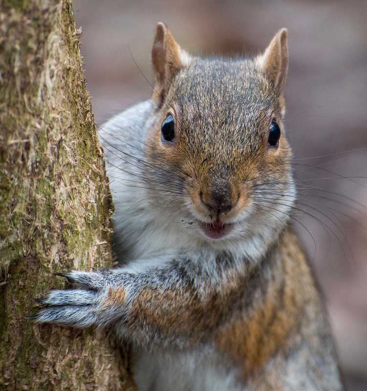 A squirrel watching me .. I was feeding peanuts..