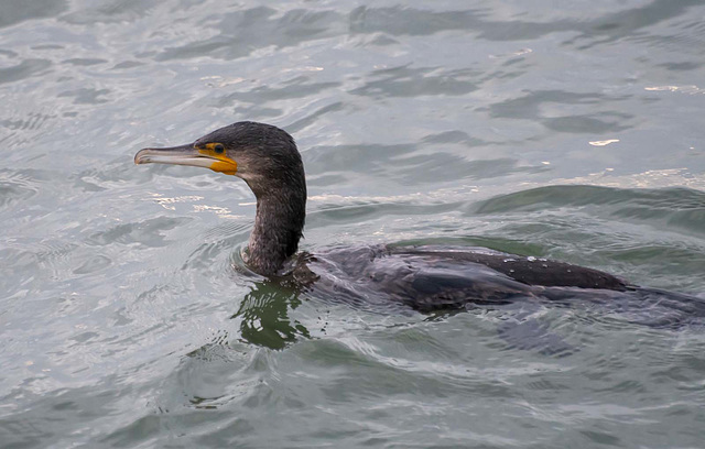 Cormorant2