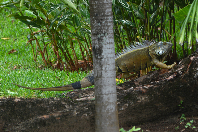 Guatemala, Iguana in the Jungle of the Chocón Machacas Protected Biotope