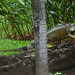 Guatemala, Iguana in the Jungle of the Chocón Machacas Protected Biotope