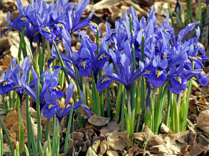 P1020687 Iris reticulata harmony