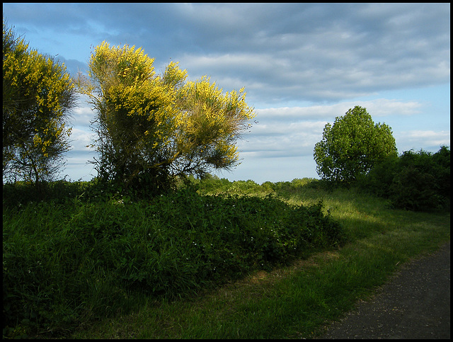 yellow broom against the sky