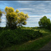 yellow broom against the sky