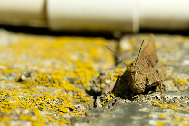 Carolina Locust