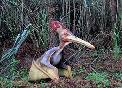 Pterodactilus (upper mesozoic period).