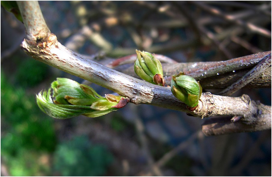 Promesse de glycine  -