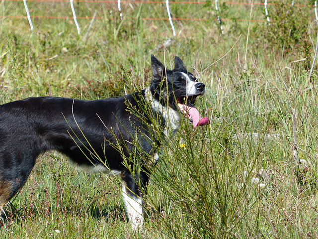 Transhumance du 5 mai 2016