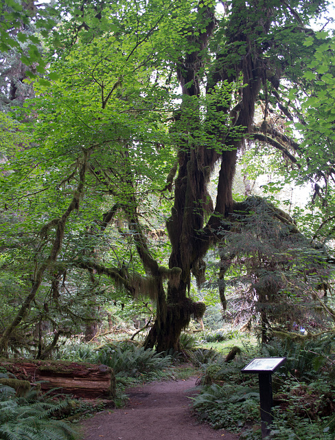 Hoh Rain Forest (#1405)