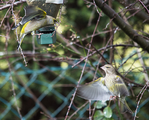 20150215 6986VRTw [D~RI] Grünfink (Carduelis chloris) [m + w], Rinteln