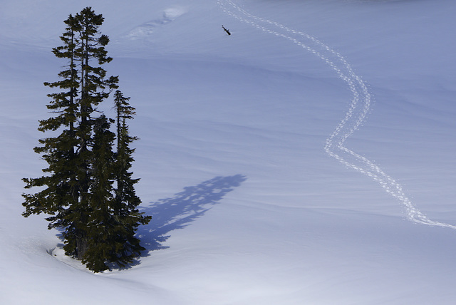 Snowshoe Tracks