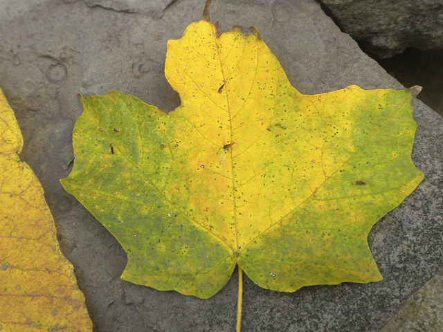 Leaves