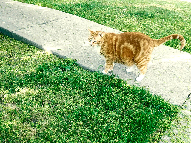 Old ginger boy