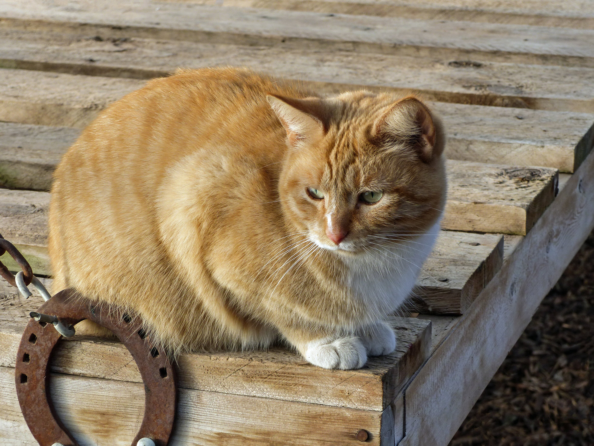 Farm cat, Saskatoon Farm