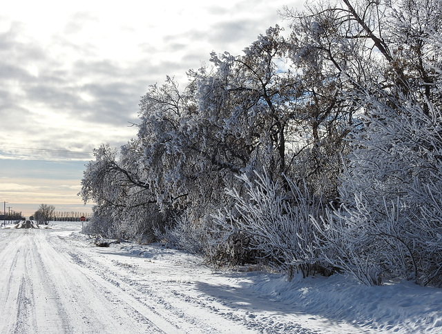 A back road in hoar frost