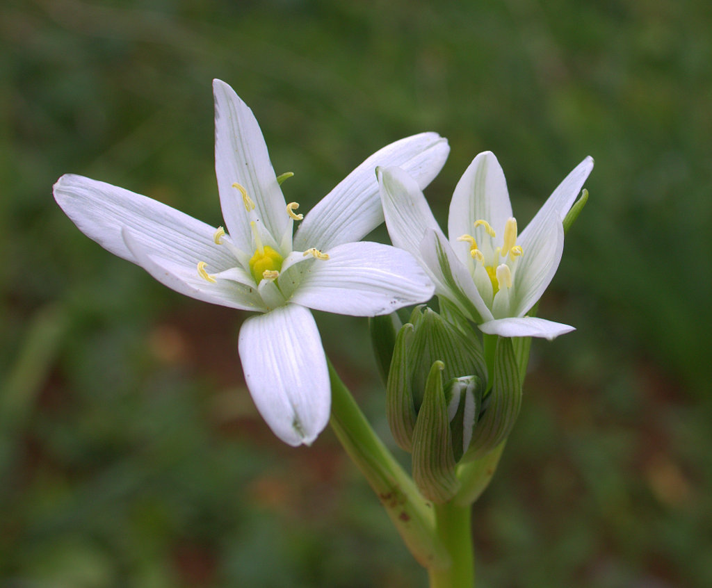 fleurs sauvages 059