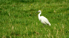 White Egret