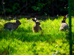 Hasenfamilie