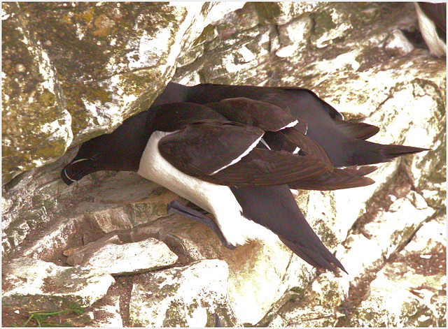 EF7A9632 -1Razorbills