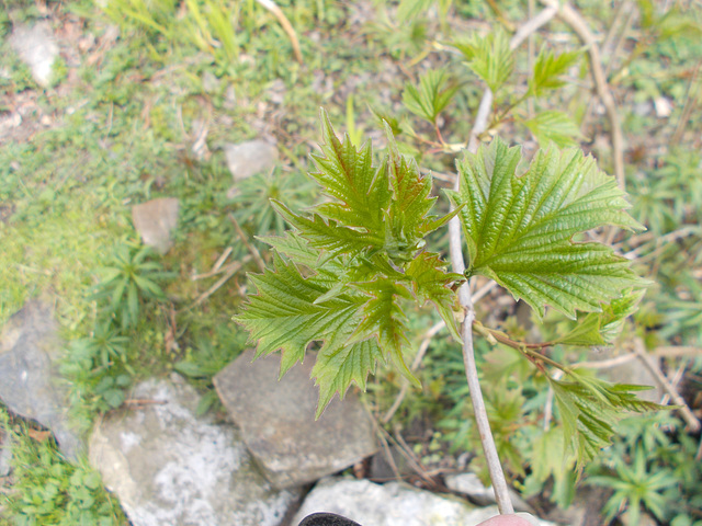 SoS[23] - opening the new leaves