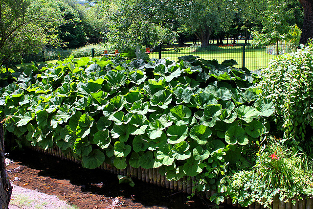 Petasites japonicus Giganteus