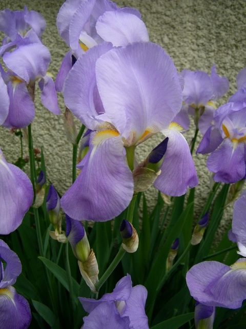 Iris