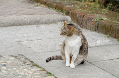 Un chat châtelin
