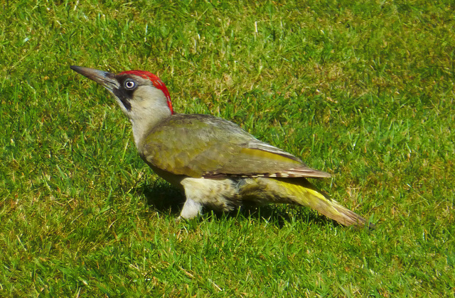 Green woodpecker