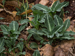 Goodyera pubescens (Downy Rattlesnake Plantain orchid)