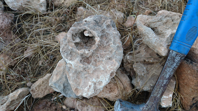 Fossile Koralle aus dem ehemaligen Korallenriff