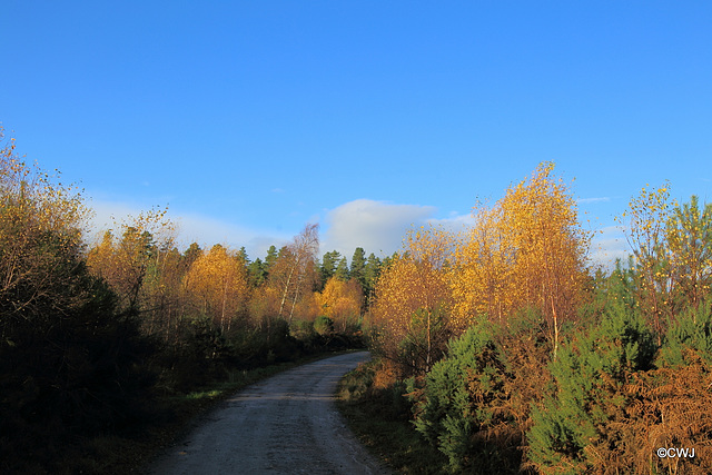 Autumn leaves clinging on through winter