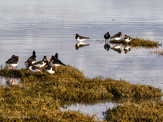 Oystercatchers