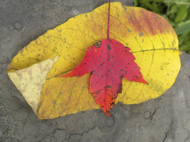 Leaves
