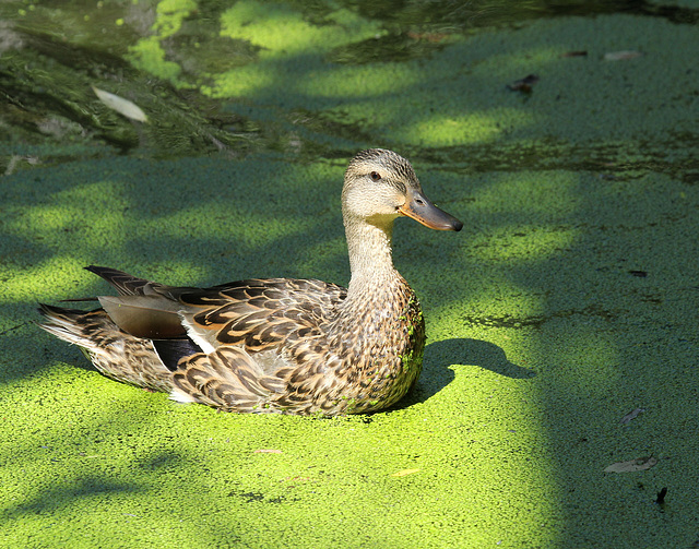 duck duck