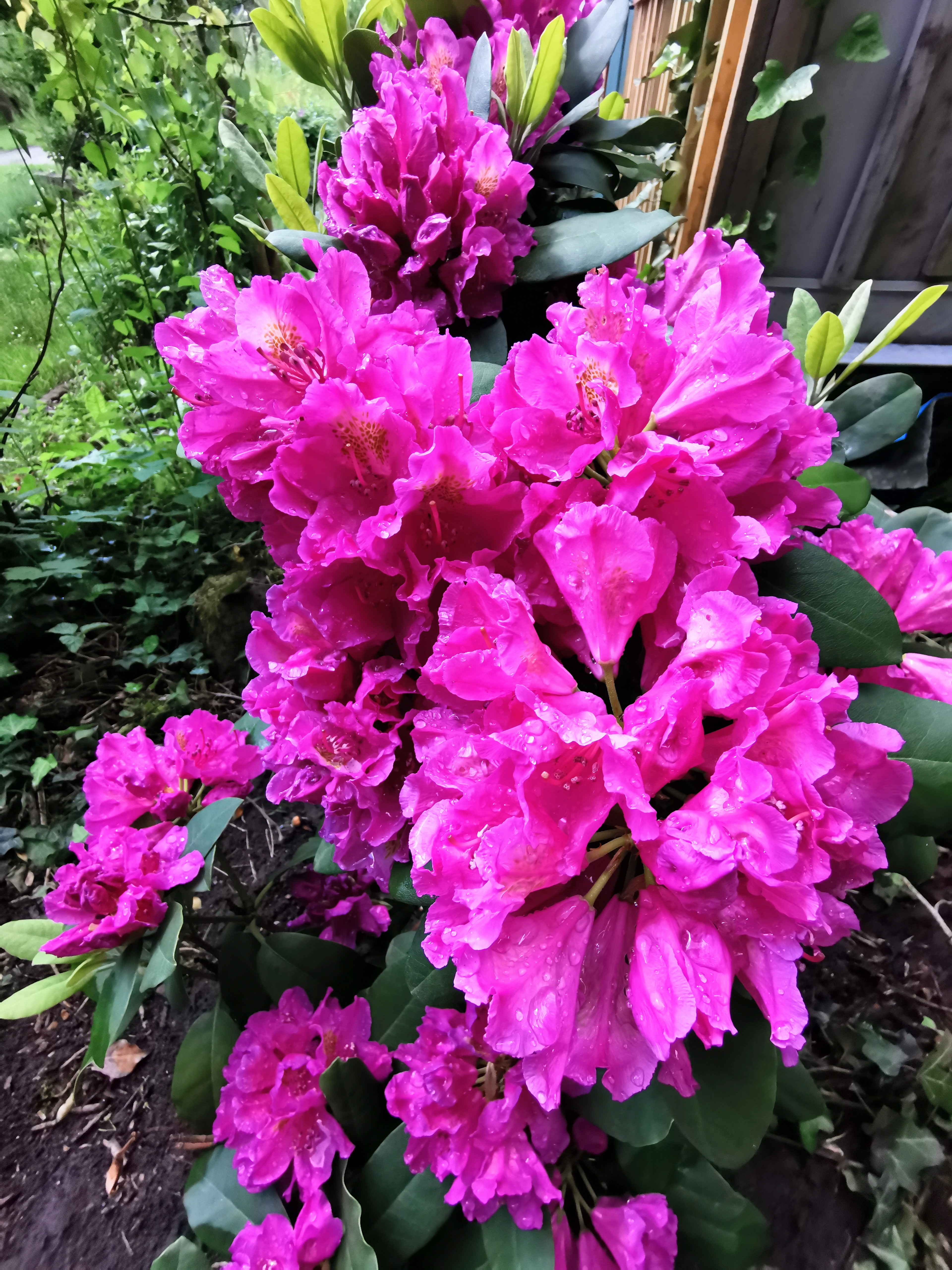 Rhododendron