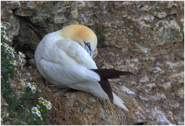 EF7A9633 -1Gannet