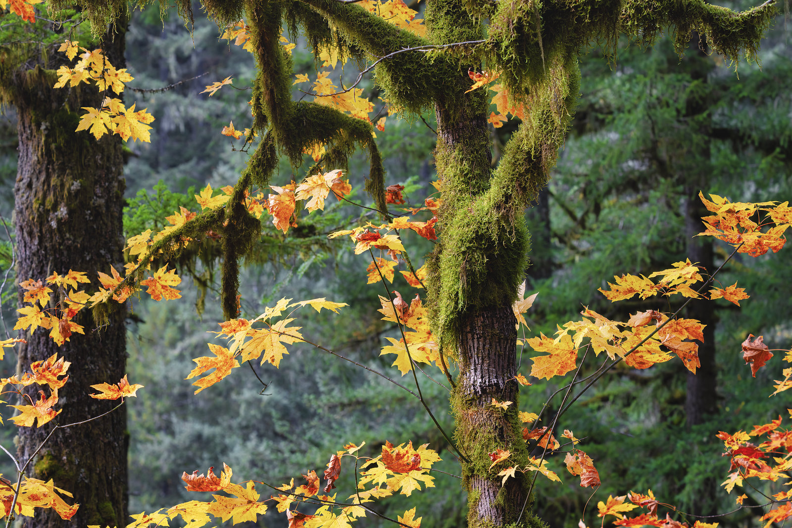 Oregon Bigleaf Maple