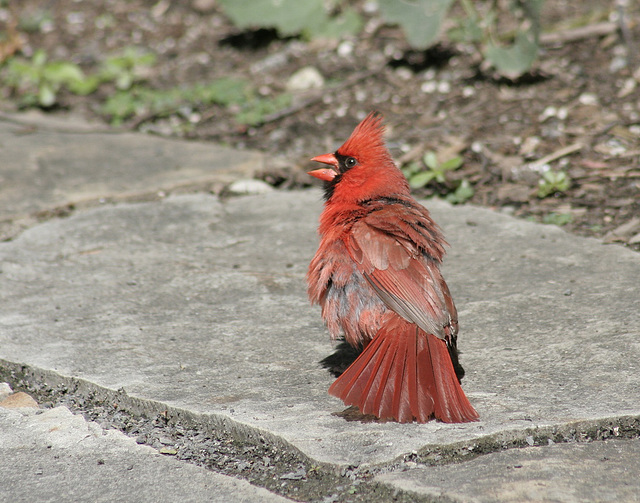 red cardinal / cardinal rouge