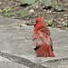 red cardinal / cardinal rouge