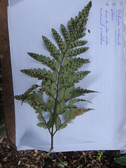 DSC01453 - samambaia-preta Rhumora adiantiformis, Aspidiaceae
