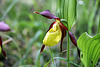 Gelber Frauenschuh - yellow slipper orchid - l'orchidée sabot de Vénus  (2 PIP - 2 d´image dans d´image)